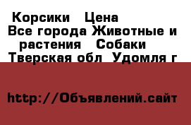 Корсики › Цена ­ 15 000 - Все города Животные и растения » Собаки   . Тверская обл.,Удомля г.